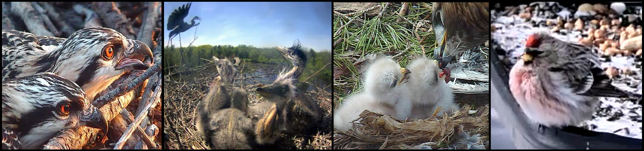 Bird Cams montage