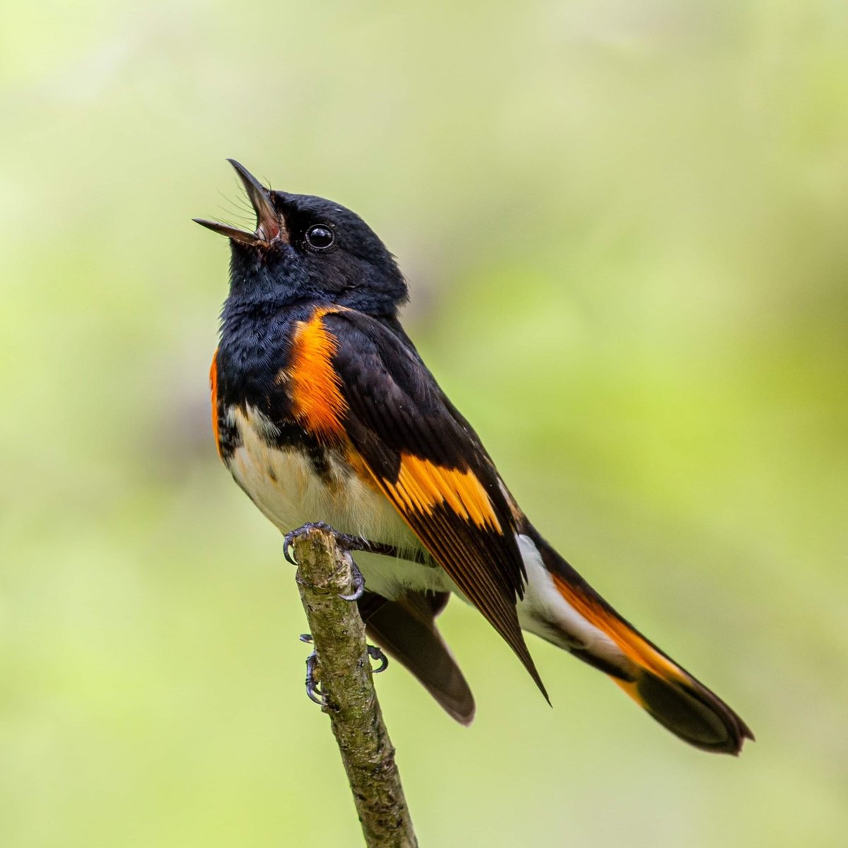 American Redstart square 327258401