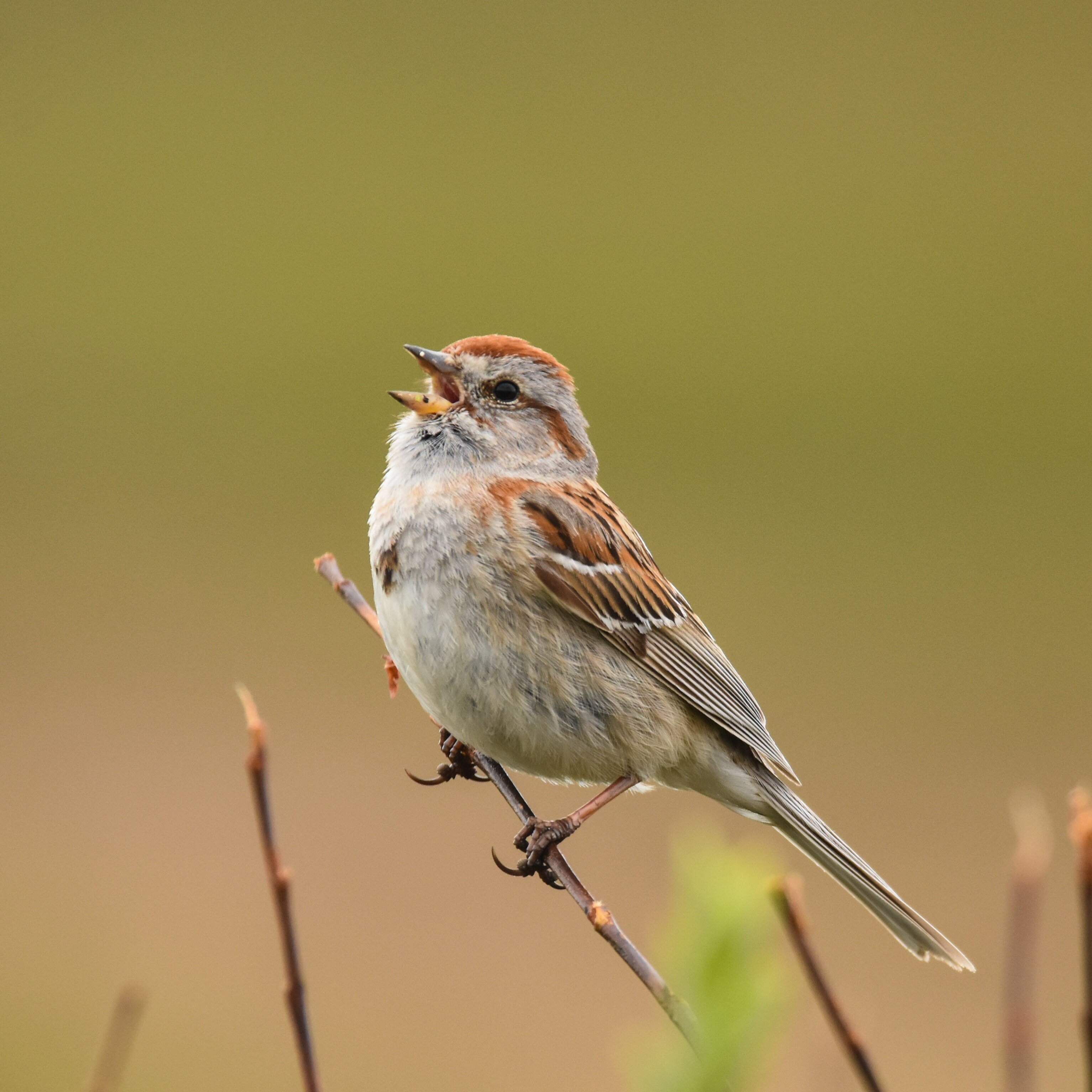 American Tree Sparrow