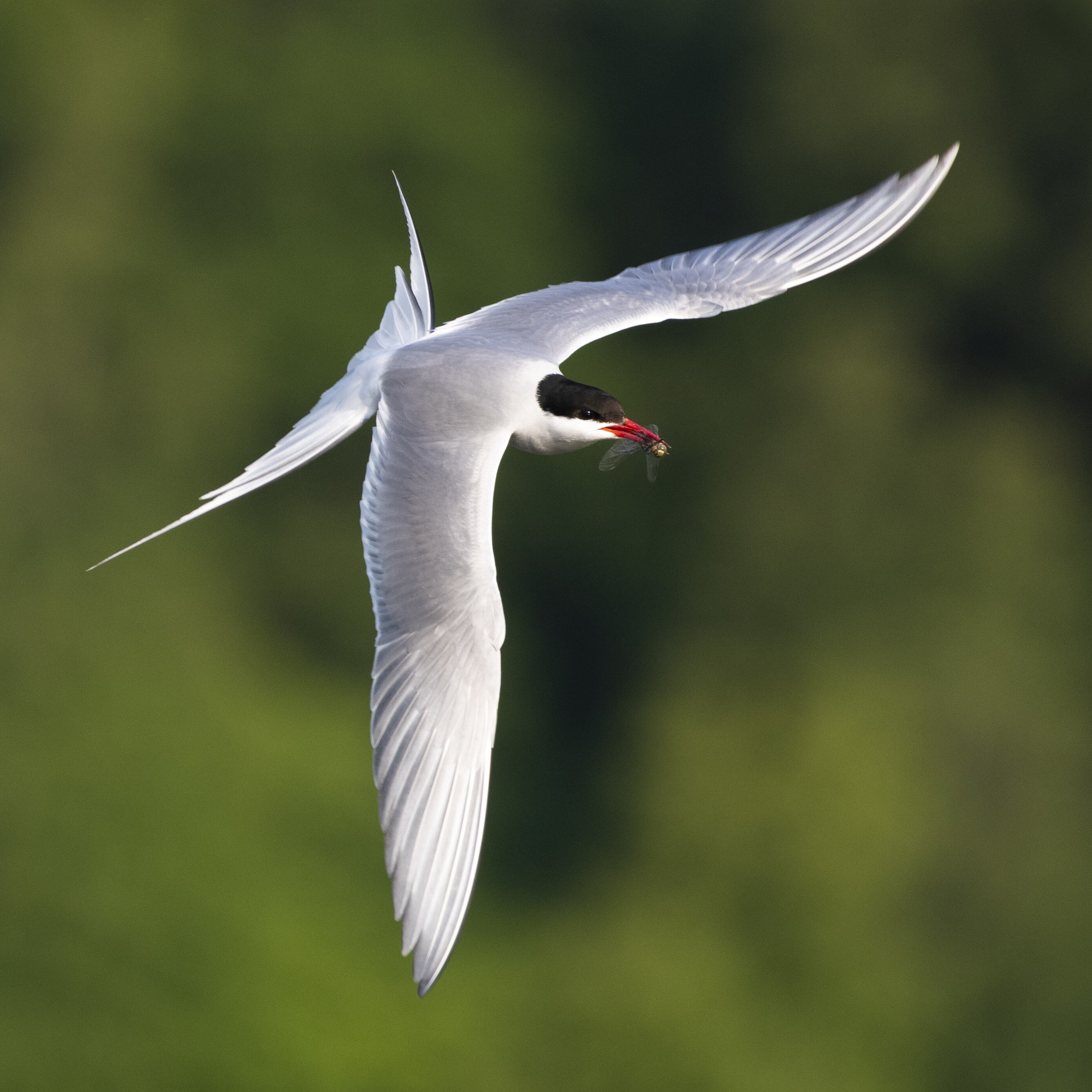Arctic Tern