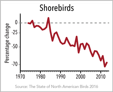 Big_Day_Shorebirds_Declining_Chart