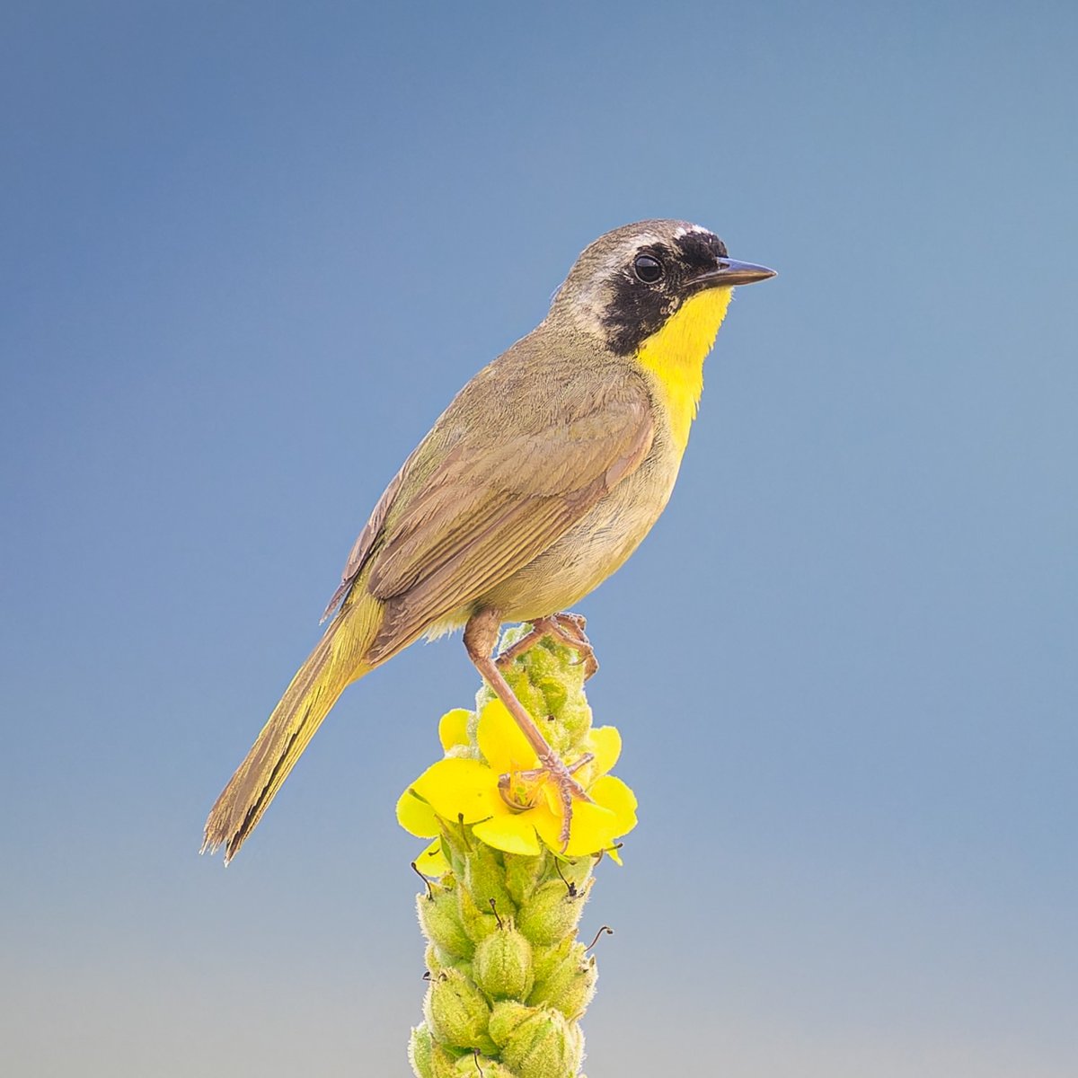 Common Yellowthroat 598401991