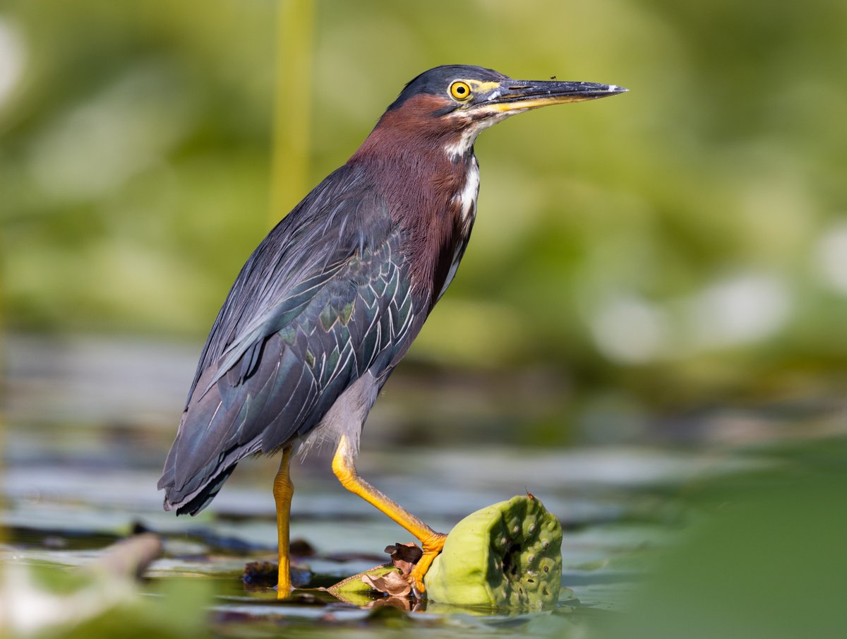 Green Heron flipped ML253875081