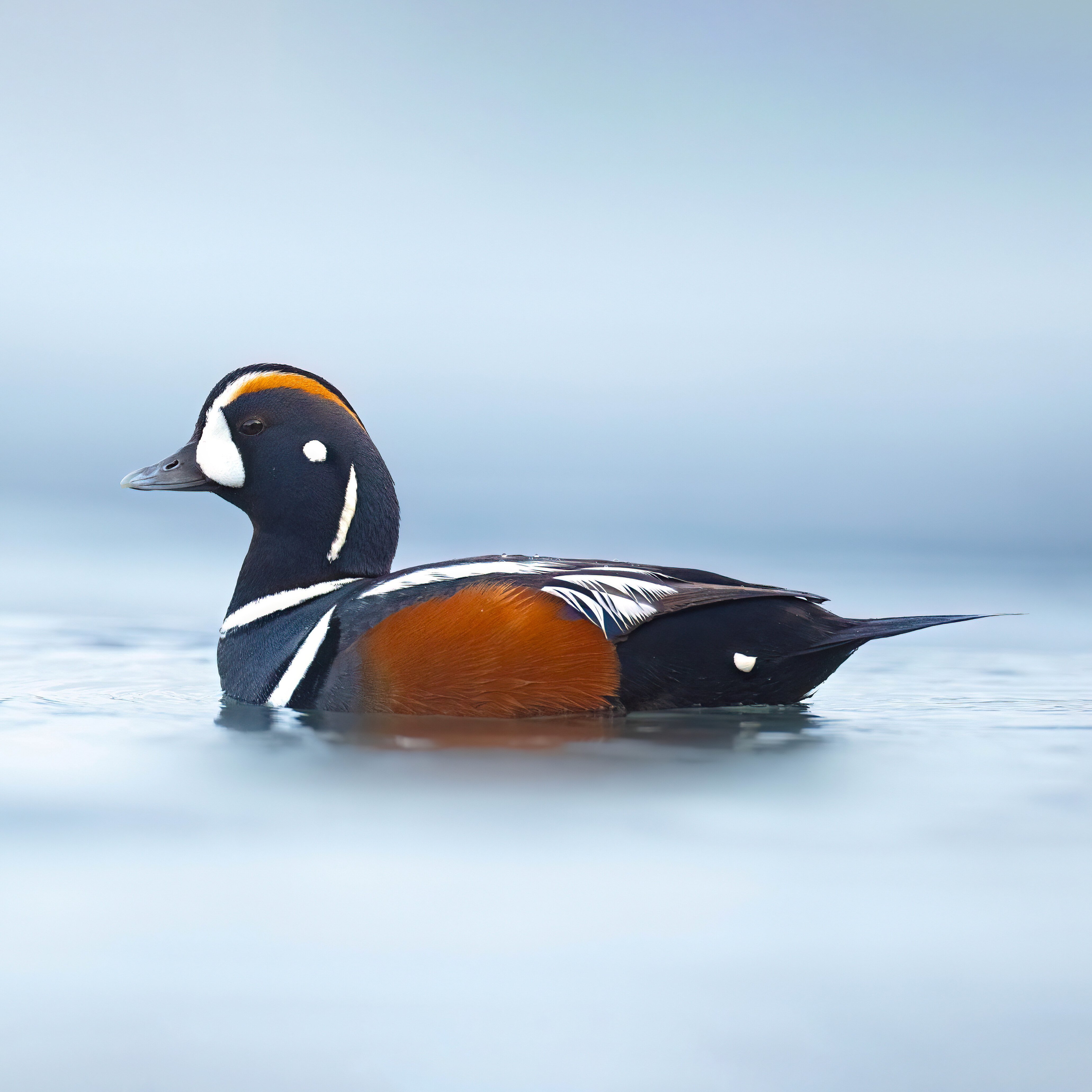Harlequin Duck