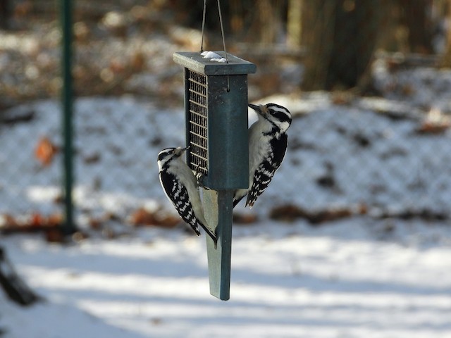 two birds on a bird feeder