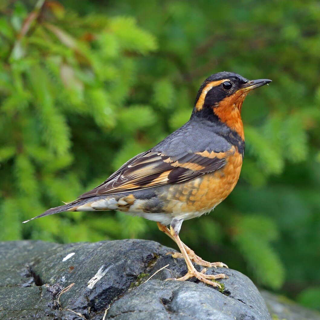 Varied Thrush