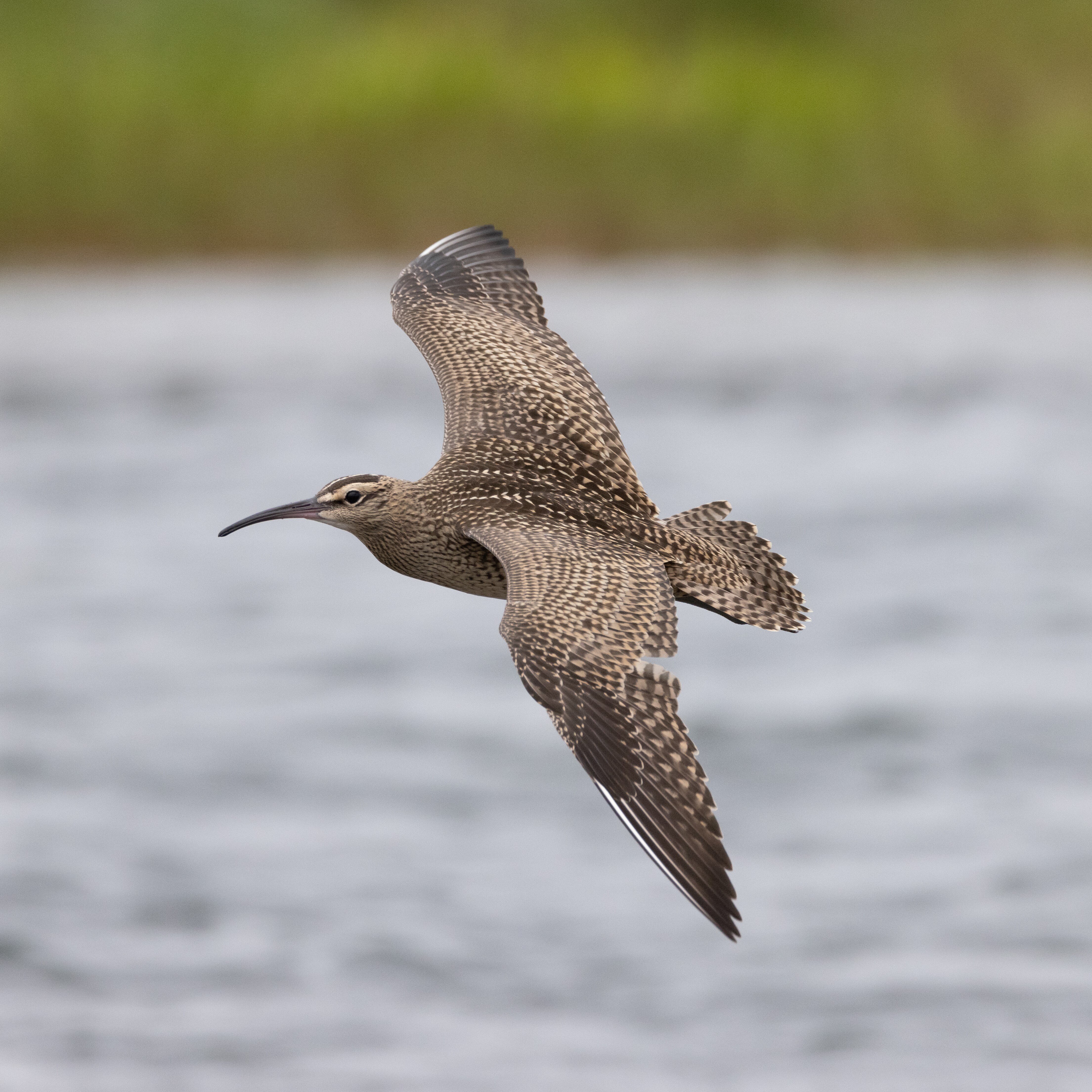 Whimbrel