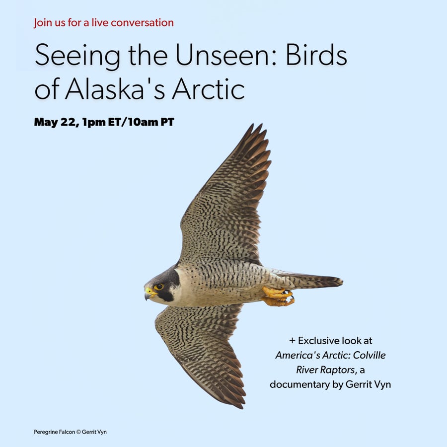 Peregrine falcon in flight. links to webinar registration page
