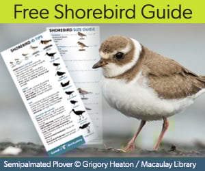 Free Shorebird Guide